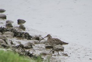 curlew Numenius arquata