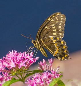 Another Swallowtail