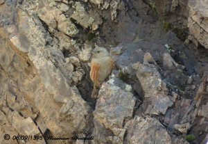 Alpine Accentor