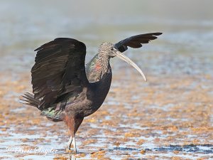 Glossy Ibis