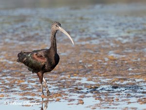 Glossy Ibis