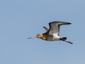 Black-tailed Godwit