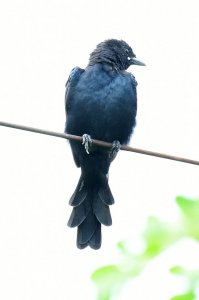 Unknown Drongo / Drongo cukkoo