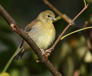 Young Goldfinch