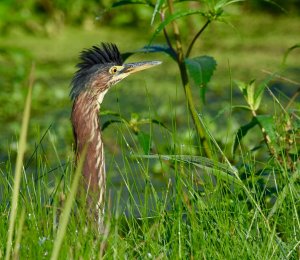 Young Green Heron