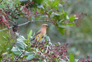 Cedar Waxwing trying to blend in