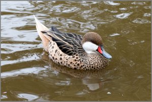 White-cheeked pintail