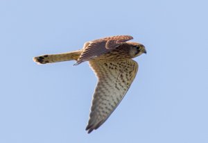 Kestrel
