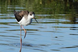 young Black-winged stilt