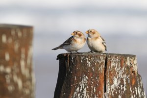 Snow Buntings