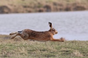 Brown Hare