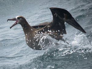 Black-footed Albatross