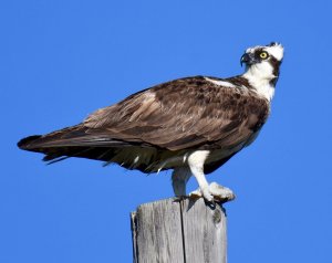 Osprey