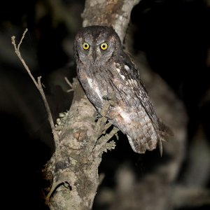 Eurasian Scops Owl