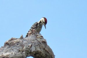 Freckled, Fulvous, Spot-breasted Woodpecker