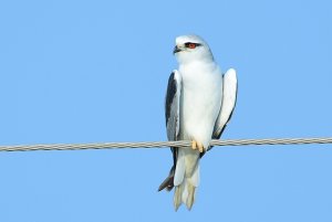 Black winged kite