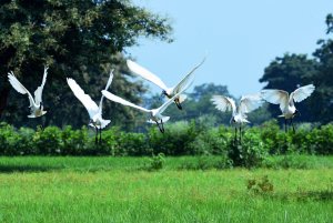 Oriental White Ibis