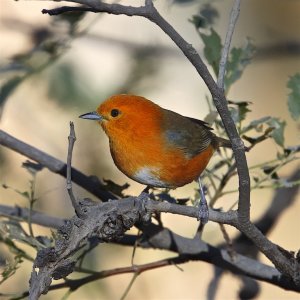 Rufous-chested Tanager