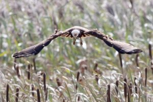 Marsh Harrier