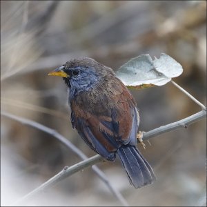 Great Inca Finch