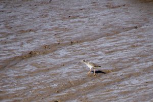 Red Shank