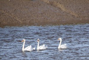 A trio of swans