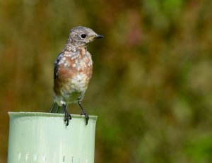 Young Eastern Bluebird