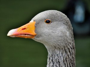 Graylag Goose