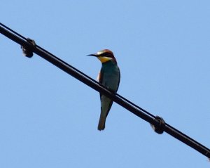 Bee Eater