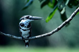 Lesser Pied Kingfisher