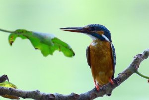 Small Blue Kingfisher