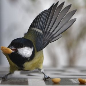 Great tit, on the move!