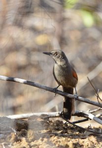 Red-shouldered Spinetail