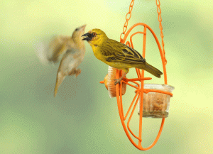 new bird feeder