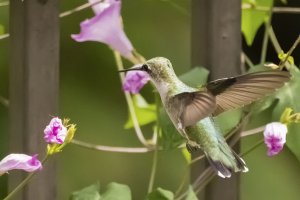 Hummingbird Enjoying a snack