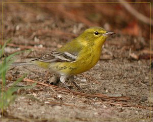 Pine Warbler