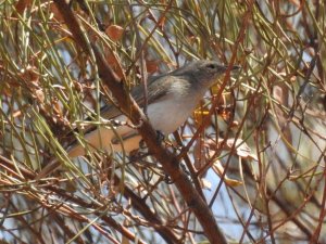 Grey Honeyeater