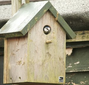 Our resident Blue tit.