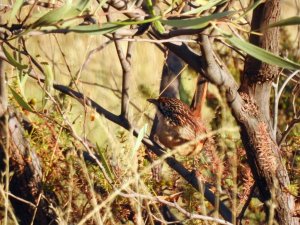 Pilbara Grasswren