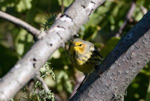 cape may warbler