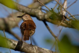 brown thrasher