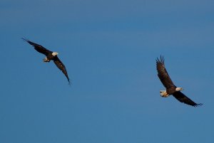 bald eagles,pair