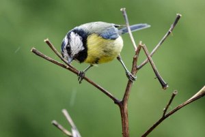 Blue tit in action mode