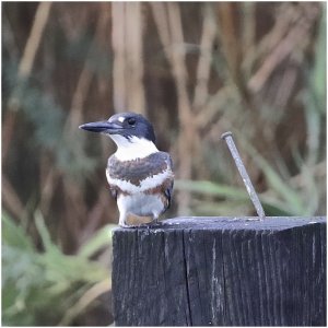 Belted Kingfisher (female)