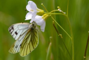 Green veined white getting stuck in