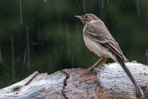 British summers, oh dear says young Pied Wagtail