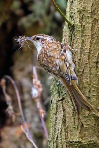 Treecreeper & one long wait