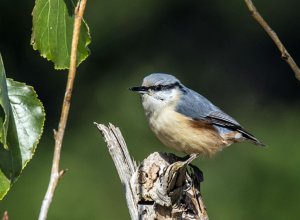 Eurasian Nuthatch