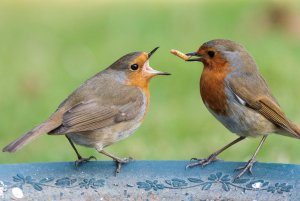 feeding the wife, Robins