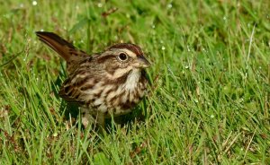 Song Sparrow